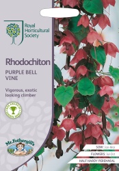 RHS Rhodochiton Seeds 'Purple Bell Vine' by Mr Fothergill's